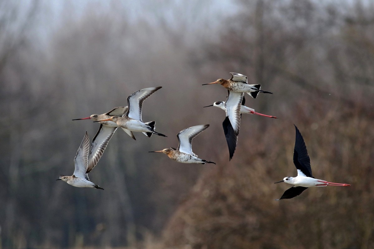 Tempo di migrazione, Pittime reali,Cavalieri,Combattenti e ...